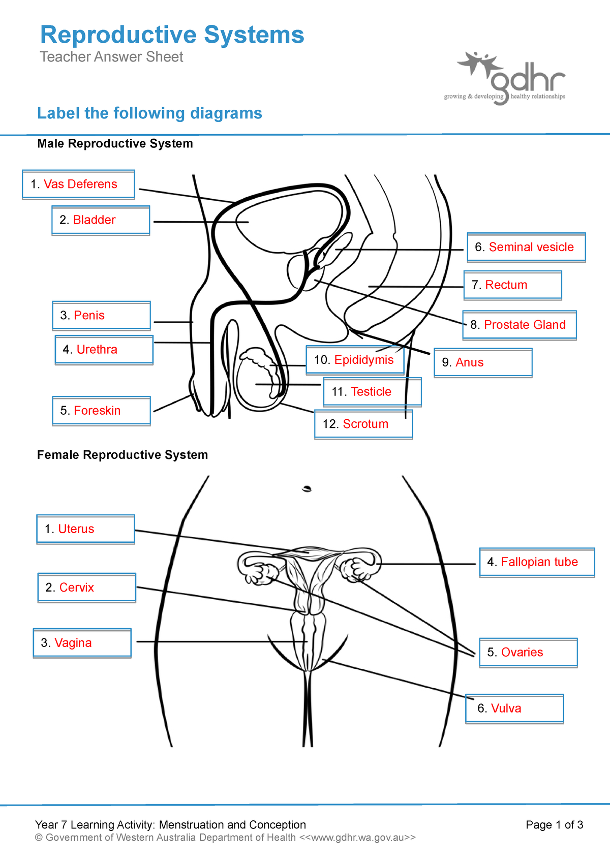 2 1 1 Reproductive Systems Teacher Answer Sheet Label The Worksheets Library