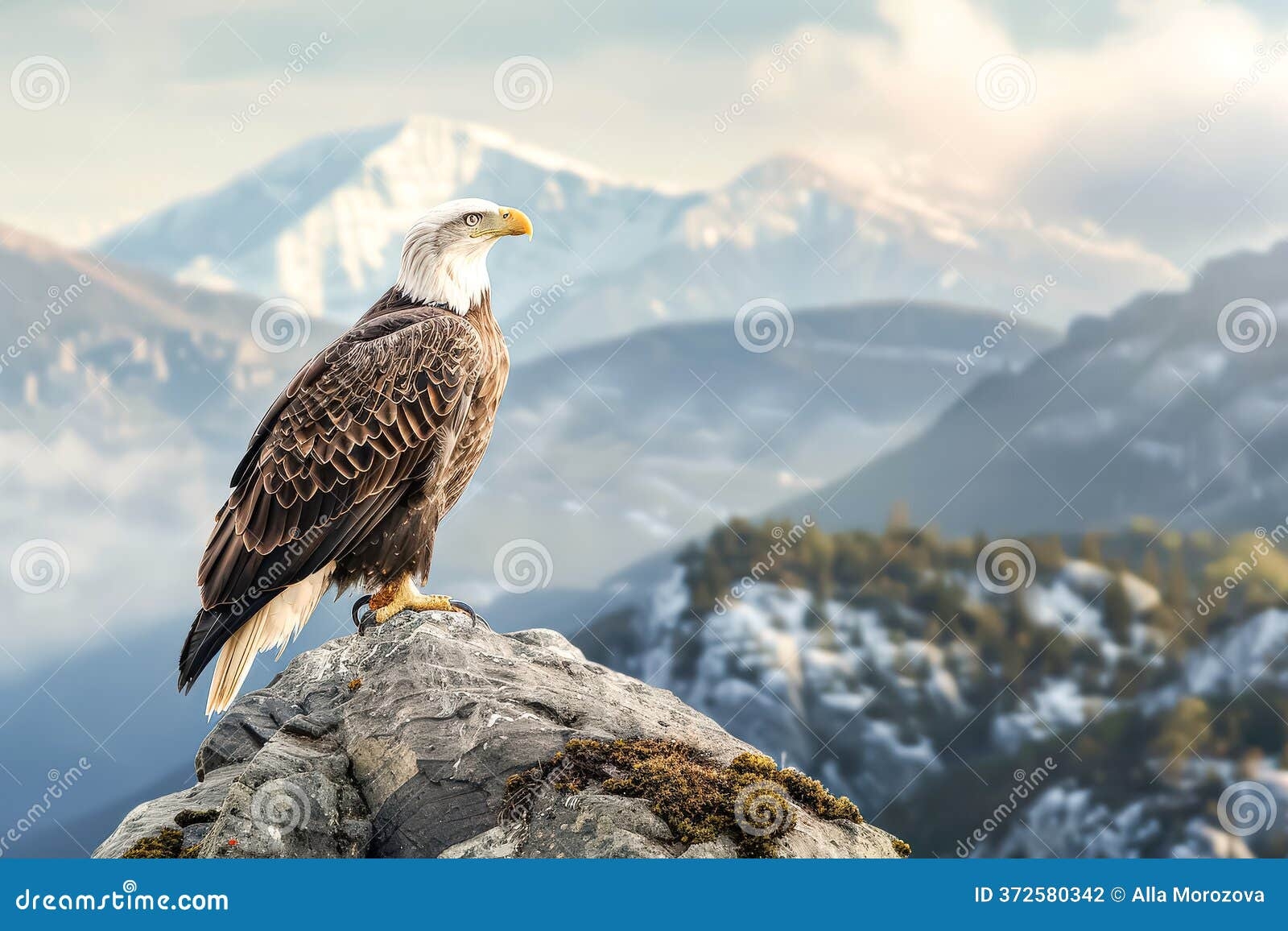 2 985 Eagle Flying Mountains Stock Photos Free Royalty Free Stock Photos From Dreamstime