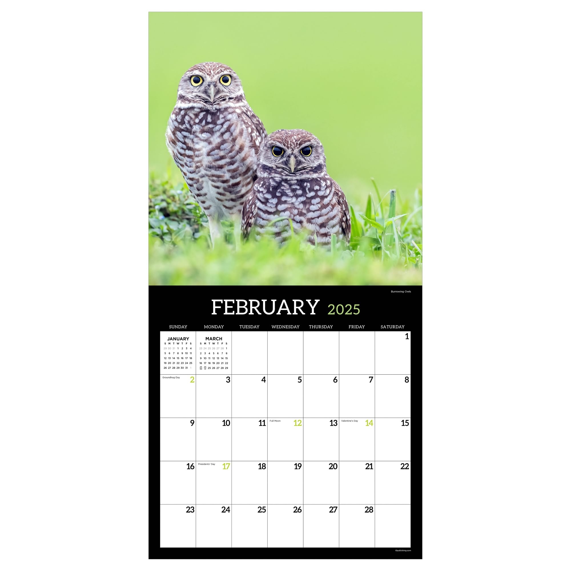 Amazon TF PUBLISHING 2025 Owls Wall Calendar Large Grids For Appointments And Scheduling Vertical Monthly Wall Calendar 2025 Home And Office Organization Premium Gloss Paper 12 x12 Office Products