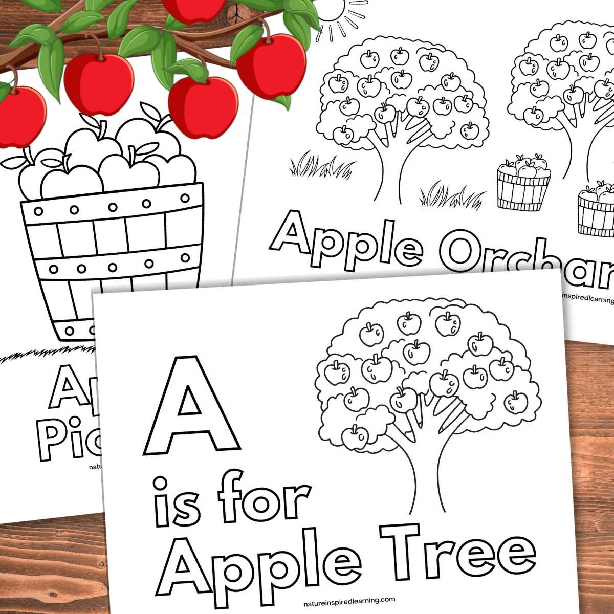 Apple Tree Coloring Pages Nature Inspired Learning