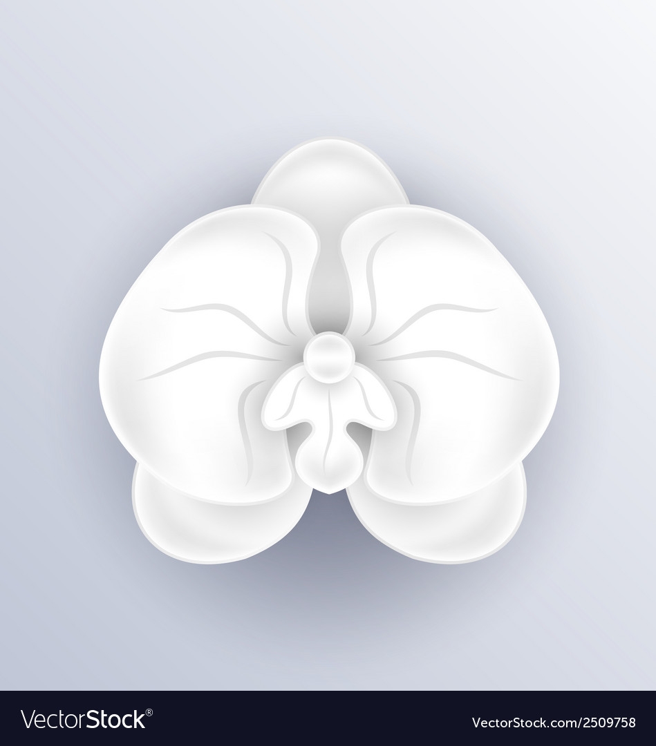 Cutout Flower Beautiful Orchid Paper Craft Vector Image
