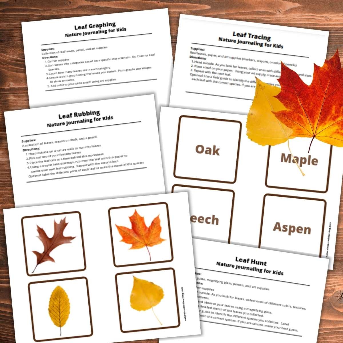 Real Printable Fall Leaves Color