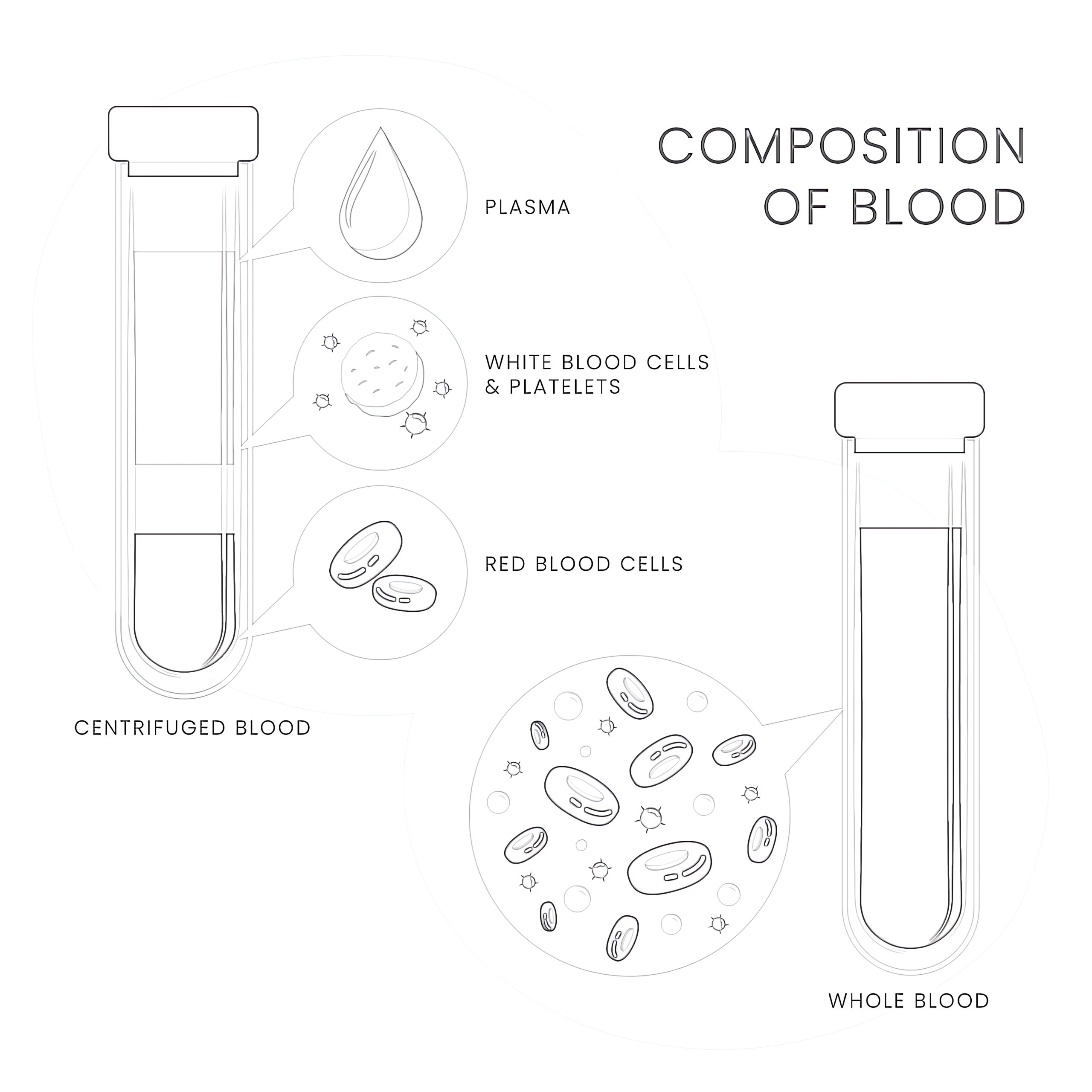 FREE Blood Diagram With Text Colouring Sheet Colouring Sheets Worksheets Library