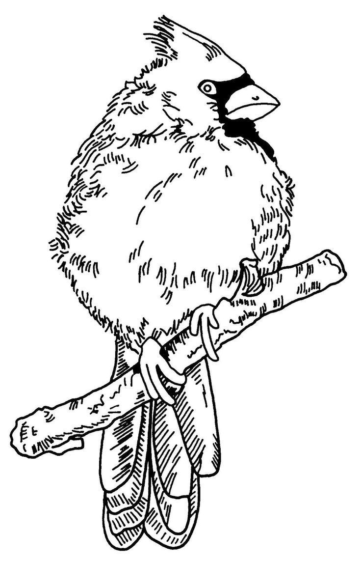 Free Wood Burning Patterns Of Cardinals