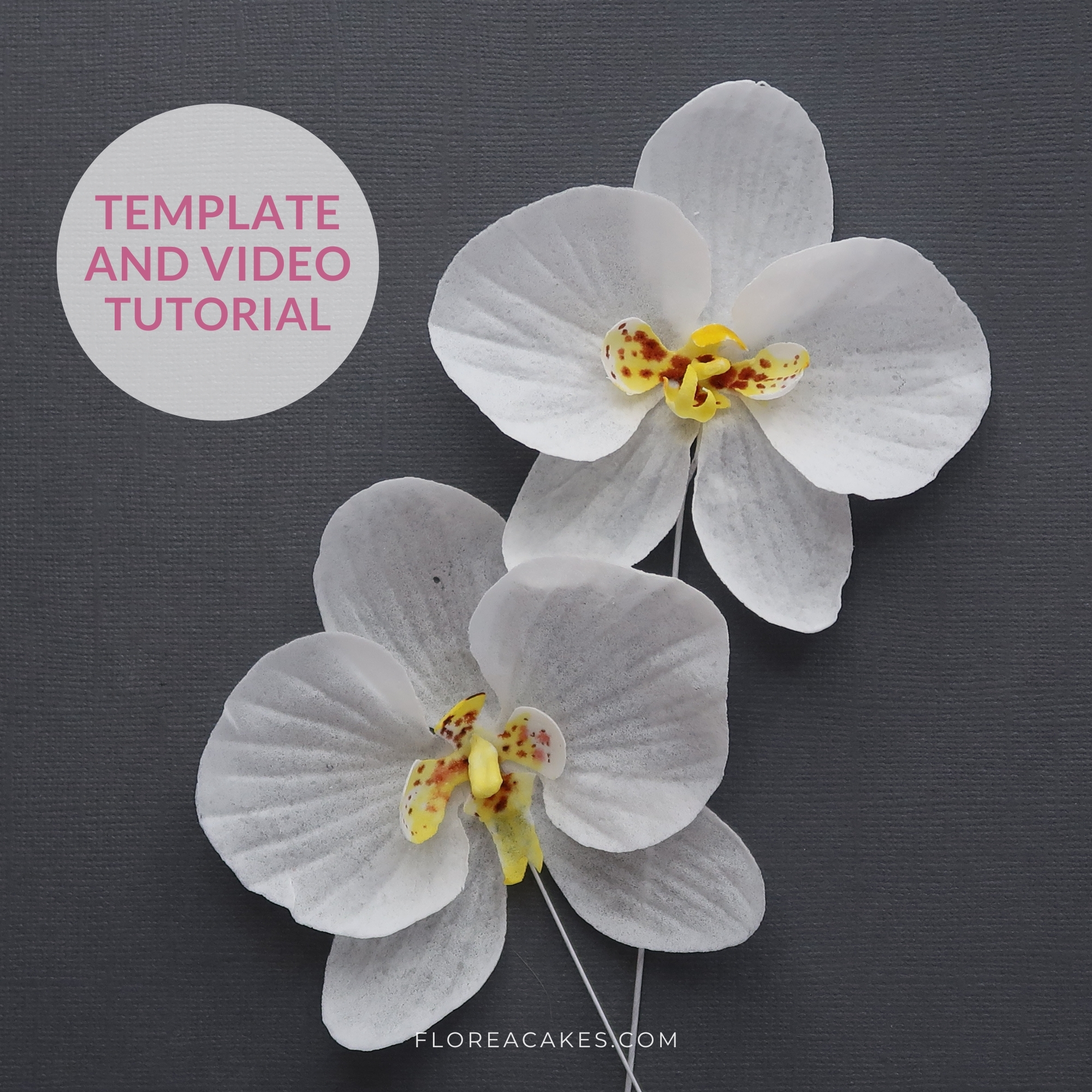 White Phalaenopsis Printable Cut Out Free Template