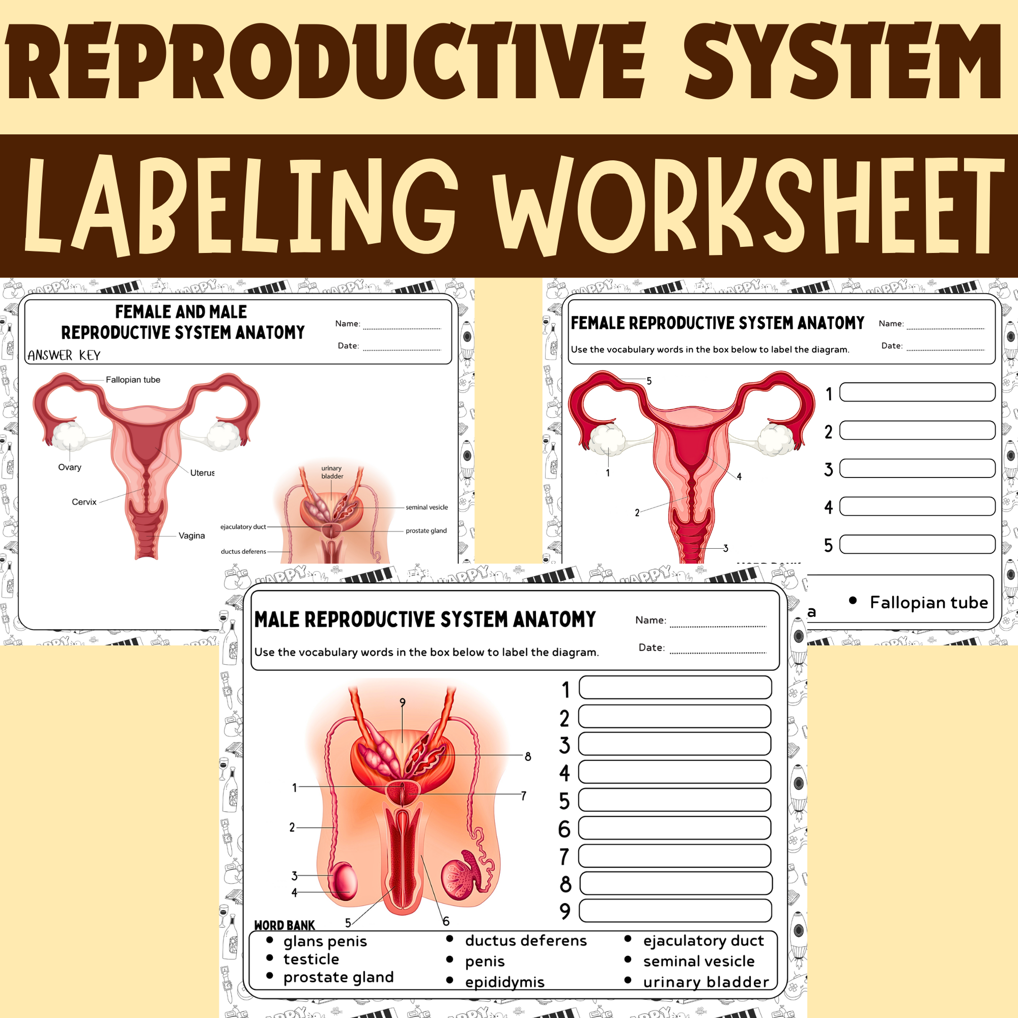 Printable Worksheet Male Reproductive System