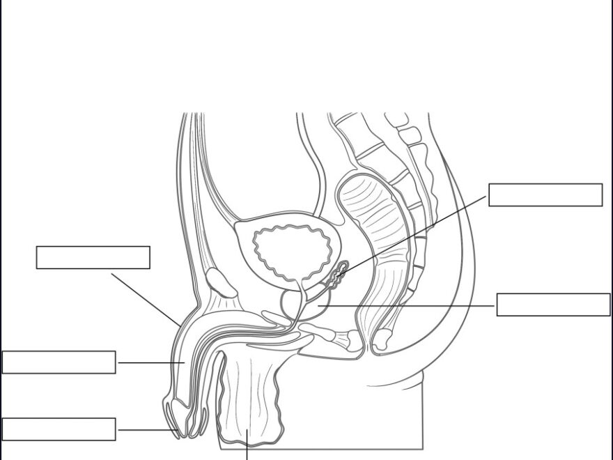 Male Reproductive System Anatomy Activity Sheet PDF Worksheets Library