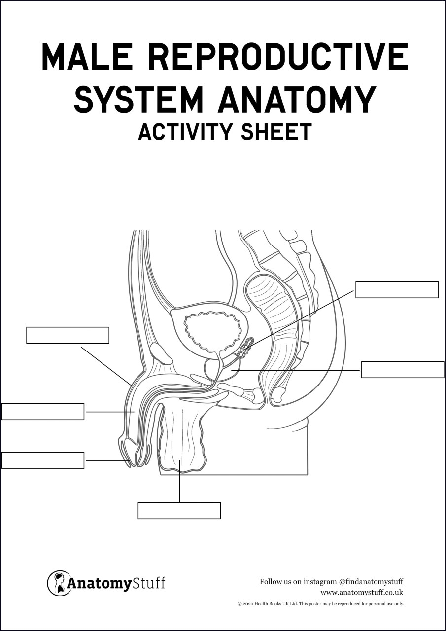 Male Reproductive System Anatomy Activity Sheet PDF Worksheets Library