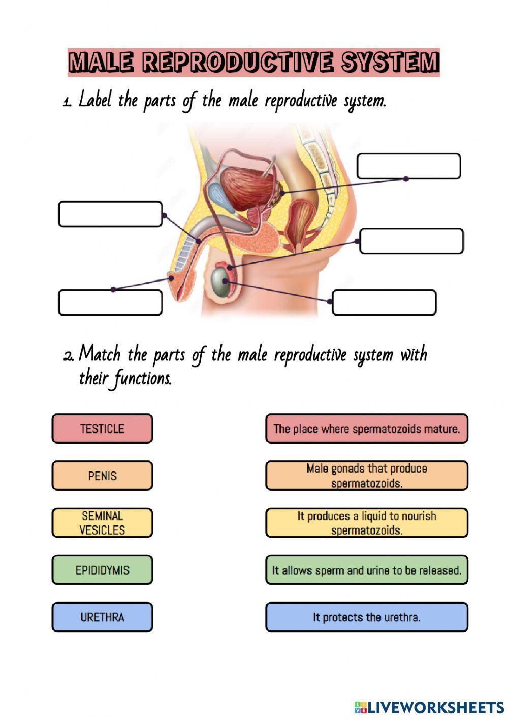 Male Reproductive System Interactive Exercise For Grade 6 Live Worksheets Library