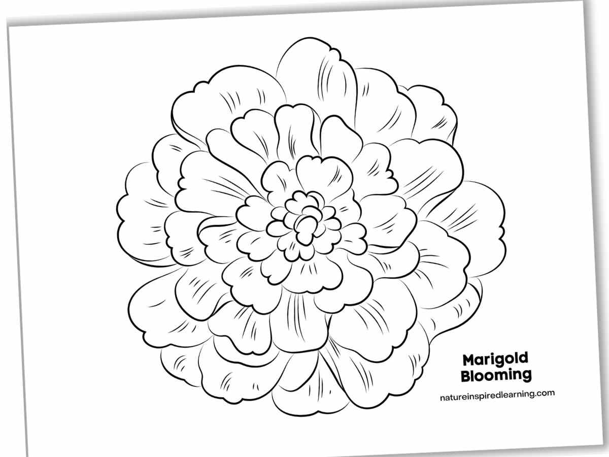 Printable Coloring Flower Pictures No Stem
