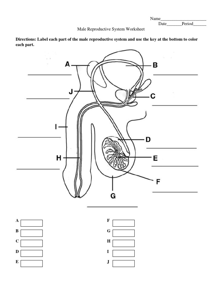 Reproductive System Worksheet Worksheets Library