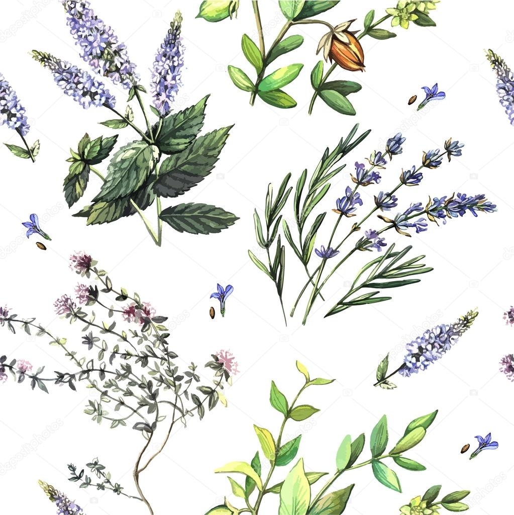 Watercolor Decorative Pattern With Medicinal Plants Stock Vector By Ann art 76906829