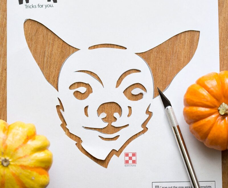 Carve A Dog Pumpkin Our Potluck Family